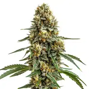 Planta de cannabis Durban Poison con cogollo grueso, muy resinoso y cubierto de pistilos.