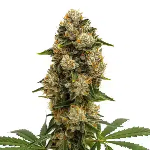 Cogollo de cannabis Durban Poison Auto con flores densas, tricomas visibles y hojas verdes.
