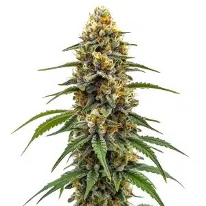 Planta de cannabis Durban Poison Fast Version con cogollo denso y resinoso.