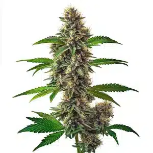 Fat Bastard Auto: Potencia y producción rápida.