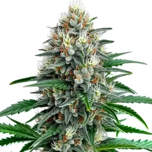 Semillas Fire Alien Strawberry x Mac Rillaz F1.