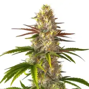 Cogollo de cannabis Florida Sunrise con tonos verdes y púrpura, pistilos amarillos y hojas alargadas.