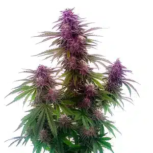 Planta de cannabis Florida Sunrise Auto con cogollos púrpura intensos y hojas verdes.