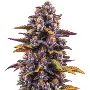 Cogollo de cannabis Forbidden Fruit con tonos púrpura intensos y hojas envejecidas.