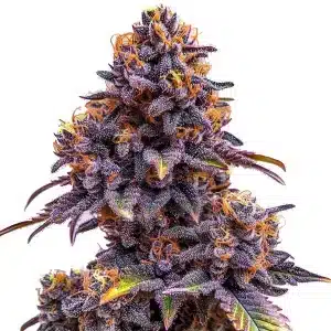 Cogollo de cannabis Forbidden Fruit Auto con tonos púrpura intensos y tricomas abundantes.
