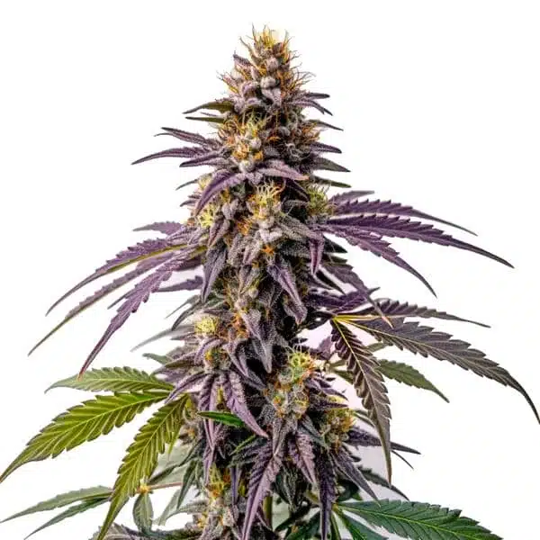 Fruity Pebbles