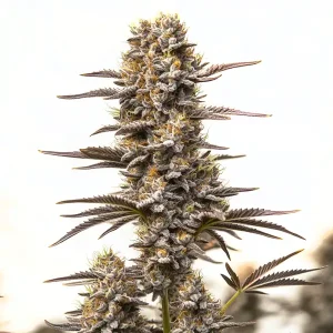 Cogollo de Gary Payton x Honey con tricomas espesos, tonos púrpura suaves y pistilos anaranjados en una cola central alargada.