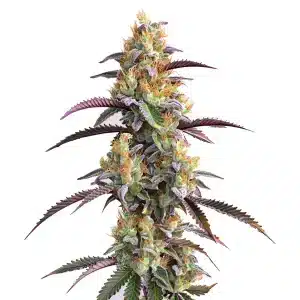 Cogollo de Gator Breath con tonos morados y verdes, tricomas densos y pistilos anaranjados en una cola alta y compacta.