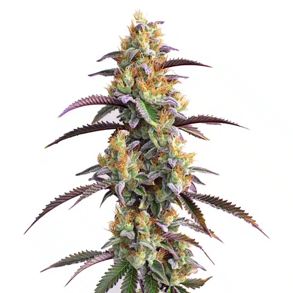 Gator Breath