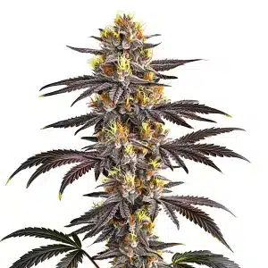 Cogollo de Gelato con tonos púrpura intensos, tricomas densos y pistilos amarillos sobre hojas oscuras.
