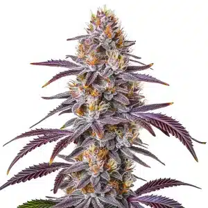 Cogollo de Gelato 33 con tonos púrpura brillantes, tricomas densos y pistilos naranja intenso sobre hojas afiladas.
