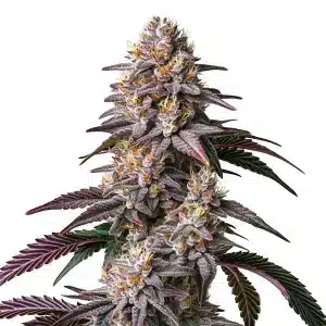Cogollo de Gelato 41 con tonos púrpura y verdes, tricomas densos y pistilos crema sobre hojas afiladas.