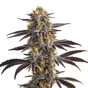 Cogollo de Gelato Auto con tonos púrpura oscuros, tricomas densos y pistilos amarillos sobre hojas afiladas.