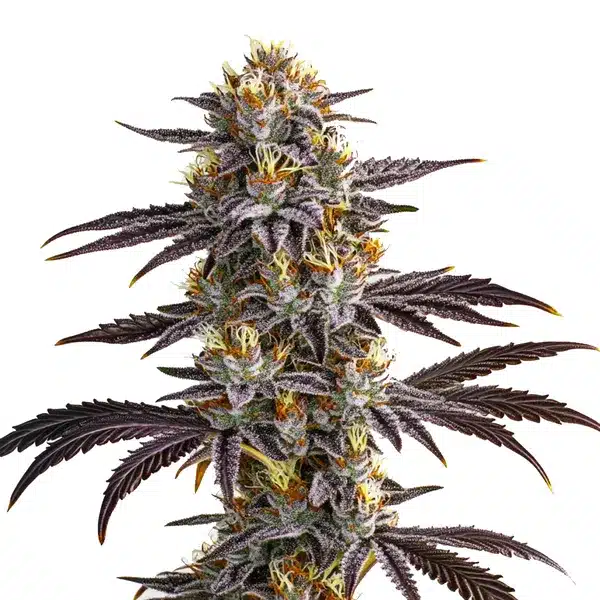 Gelato Auto