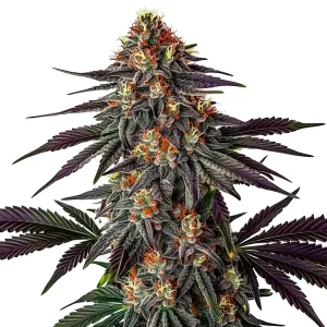 Cogollo de Gelato x Honey Drop con tonos púrpura oscuros, tricomas densos y pistilos naranja sobre hojas afiladas.