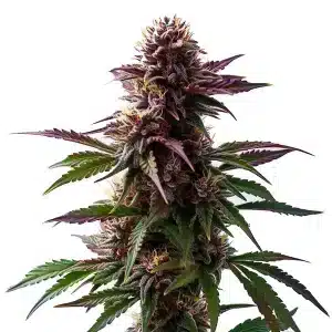 Gelato x Purple Punch Auto F1: Sabor dulce y flor púrpura.