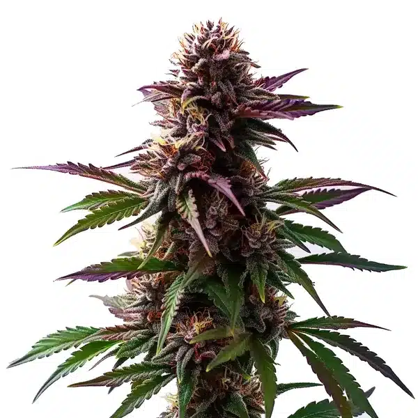 Gelato x Purple Punch Auto F1