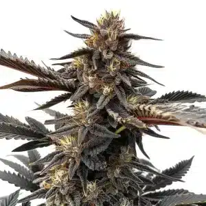 Cogollo de Ghost OG con tonos oscuros, tricomas densos y pistilos crema sobre hojas afiladas en plena floración.
