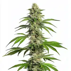 Cogollo de Girl Scout Cookies Auto con tricomas blancos, pistilos claros y hojas verdes alargadas en plena floración.