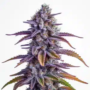 Cogollo de Glookies Auto, una variedad autofloreciente con 27% de THC de Blimburn Seeds.
