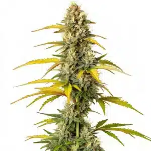 GMO: Cogollo denso y aromático.