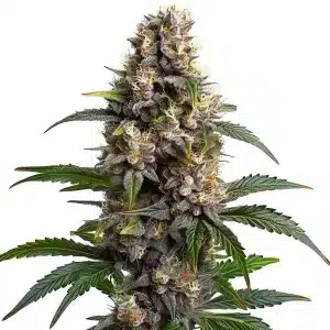 Godfather OG: Cogollo potente y resinoso.