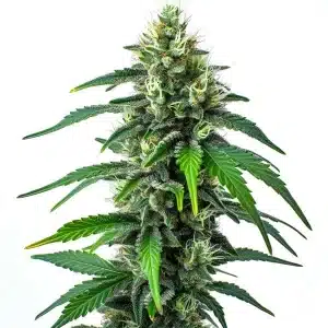 Cogollo de Golden Goat con tricomas blancos, pistilos amarillos y hojas verdes alargadas en una cola esbelta.