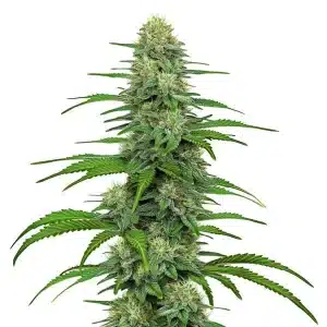 GG4: Cogollo denso y potente de cannabis.