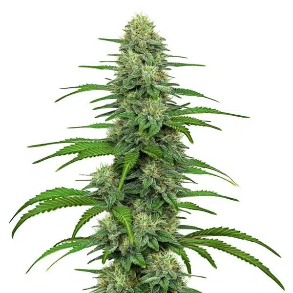 GG4