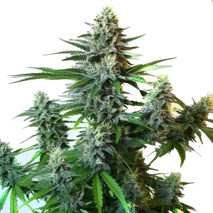 Planta de GG Auto F1 con múltiples cogollos cubiertos de tricomas blancos y hojas verdes en estructura ramificada.