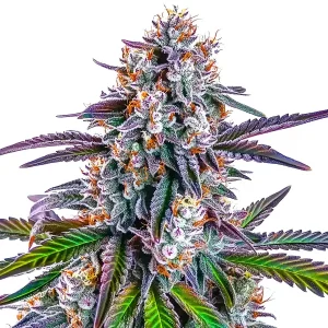 Cogollo de GG Purple con tonos morados, tricomas densos y pistilos naranjas sobre hojas verdes y púrpuras.