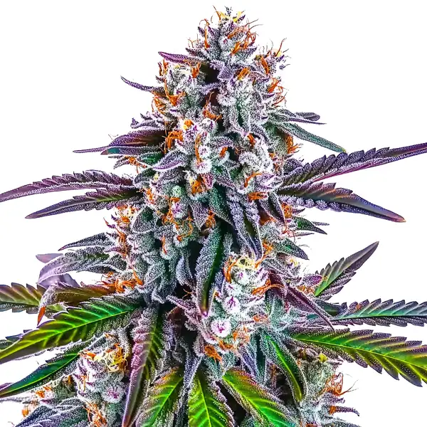 GG Purple