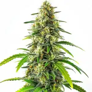 Cogollo de GG Regular con tricomas blancos, pistilos amarillos y hojas verdes alargadas en floración avanzada.