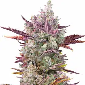 GG x Girl Scout Cookies: Cogollo dulce y potente.