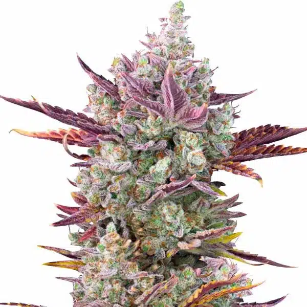 GG x Girl Scout Cookies