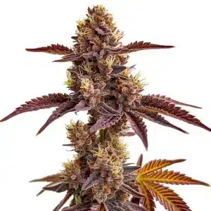 Cogollo de Gorilla Sherbet con tonos morados y rojizos, cubierto de tricomas y pistilos crema, acompañado de hojas anchas.