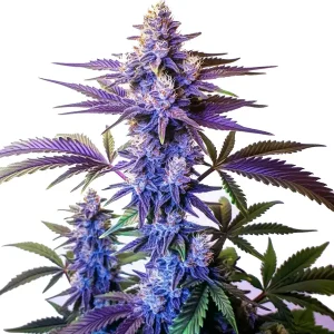 Cogollo de Grand Daddy Purple Fast Version con intensos tonos púrpura y abundantes tricomas en floración.