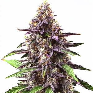 Grandaddy Purple Regular: Cogollo morado.