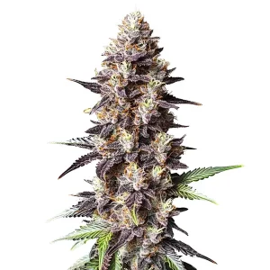 Cogollo de Grandaddy Purple x Bruce Banner con tonos morados, tricomas densos y pistilos amarillos.