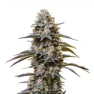 Cogollo de Granddaddy Purple Auto con tonos morados, tricomas densos y pistilos anaranjados sobre hojas púrpuras.