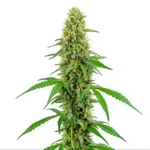 Cogollo de Green Crack con estructura alta y compacta, cubierto de tricomas y hojas finas de tono verde claro.