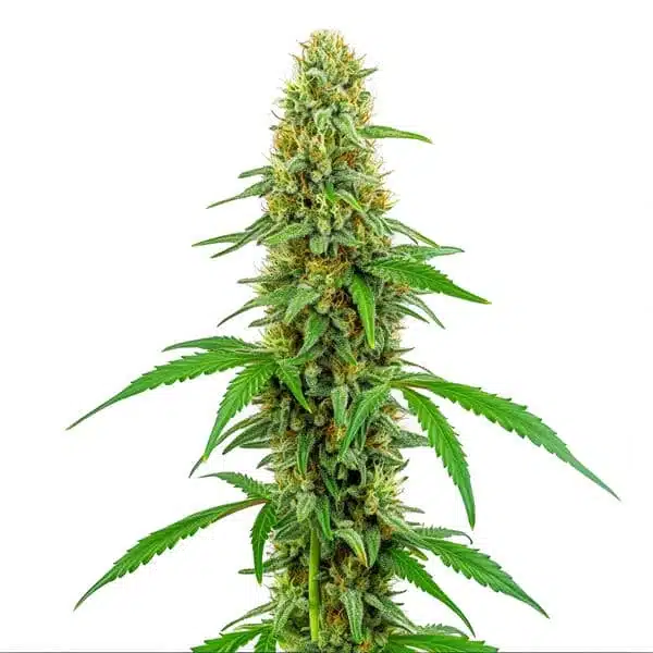 Green Crack