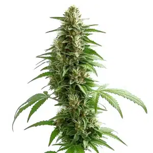 Green Crack Auto: Cogollo verde y energétic.