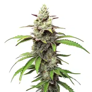 Cogollo de Gush Mints cubierto de tricomas y hojas serradas que enmarcan una flor compacta y resinosas.