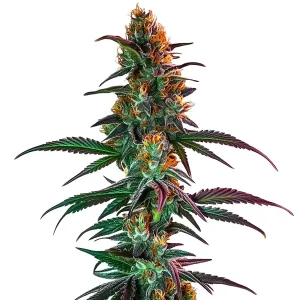 Cogollo de Gush Mintz x Honey Drop con una capa densa de tricomas que cubre la flor.