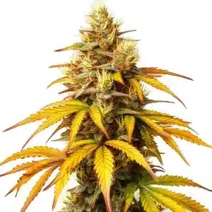 HellFire OG: Cogollo dorado y potente.