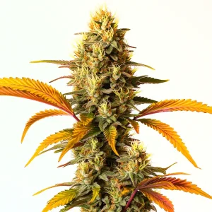 Cogollo de Hellfire OG Auto con hojas anaranjadas, flores densas y abundantes tricomas en plena maduración.