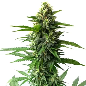 Jack Herer: Cogollo verde compacto y muy resinoso.