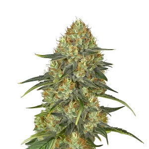 Jungle Lava: Cogollo denso con resina y tonos verde lima.