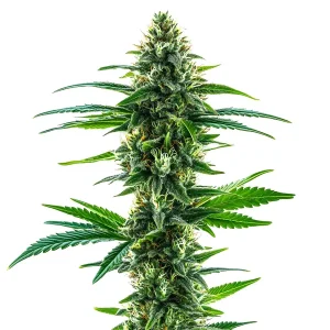 Khalifa Kush: Cogollo denso y resinoso con genética potente.